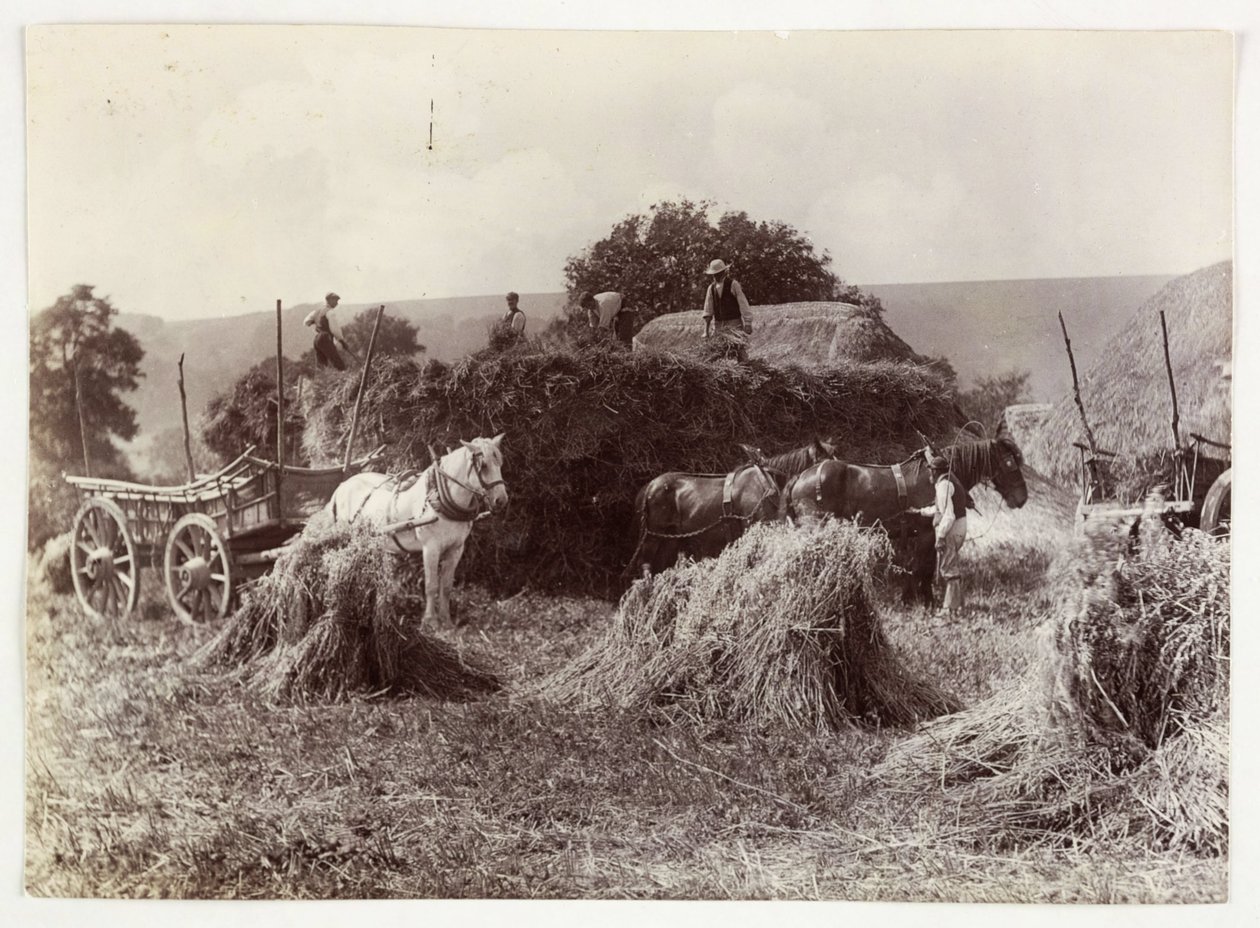 Escenas de agricultura, Cosecha y almacenamiento, Cosecha pre-1900, c. 1890 de Unbekannt