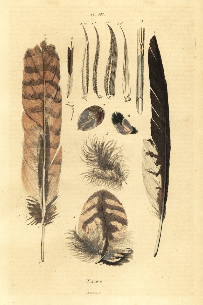 Plumas, penachos, anatomía de aves de Unbekannt