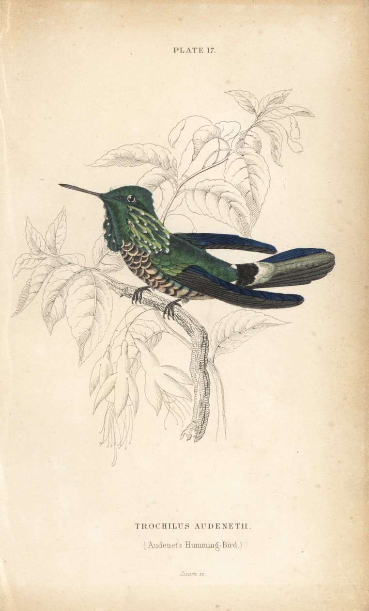Coqueta festiva, Lophornis chalybeus (colibrí de Audenet, Trochilus audenetii). Grabado en acero coloreado a mano por William Lizars de la Naturalist