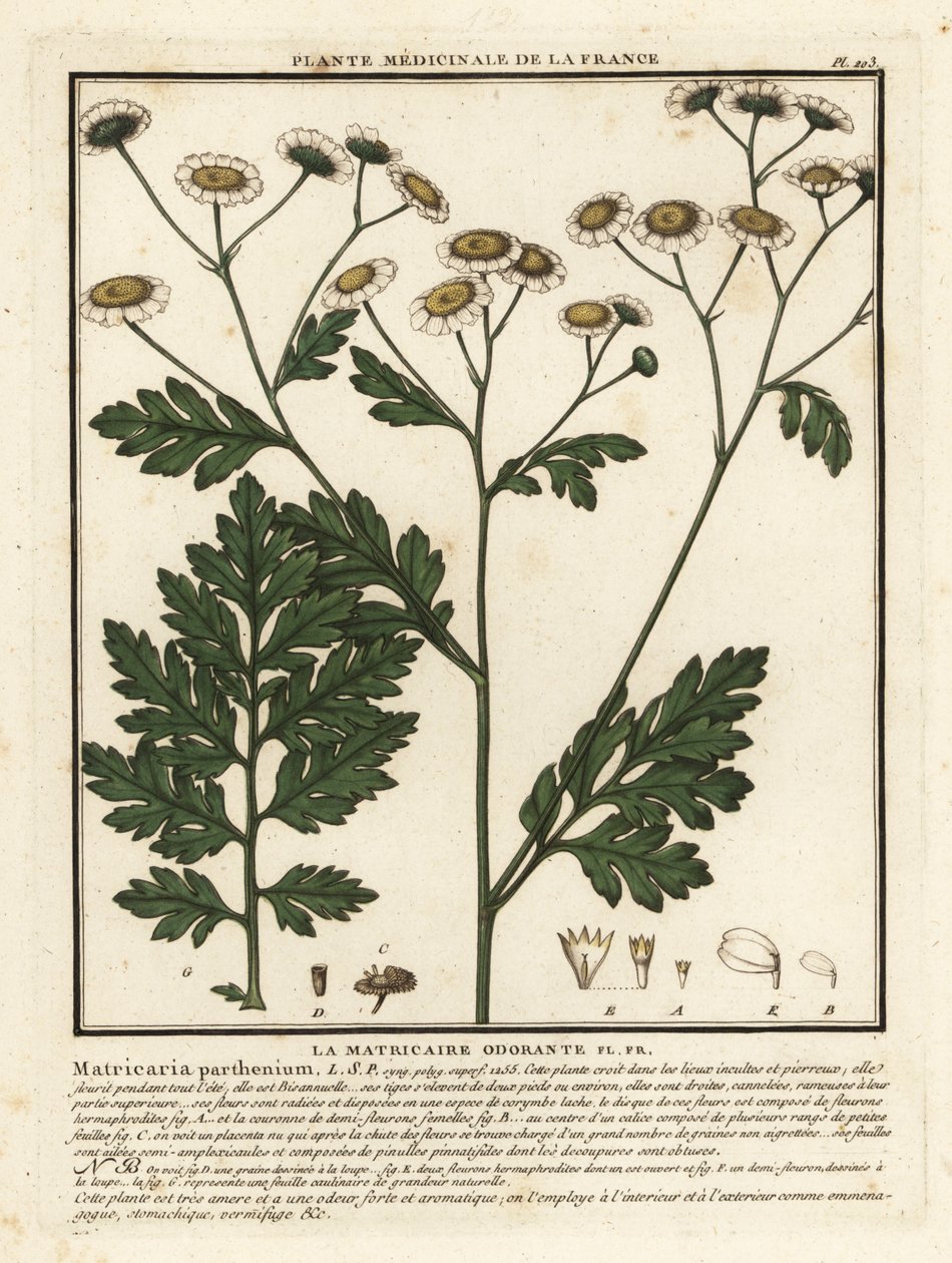 Matricaria, Tanacetum parthenium. de Unbekannter Künstler