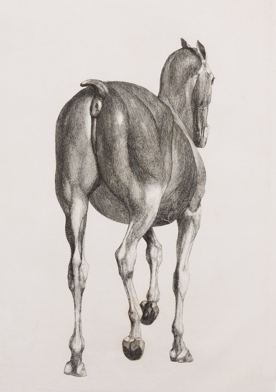 Primera capa disecada de un caballo, vista trasera de Unbekannt