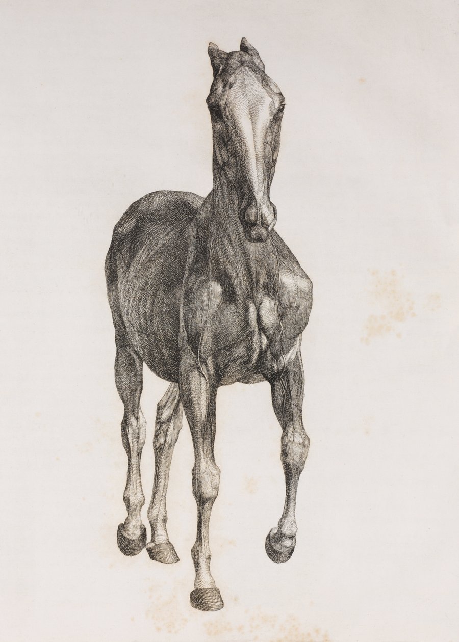 Primera capa disecada de un caballo, vista frontal de Unbekannt