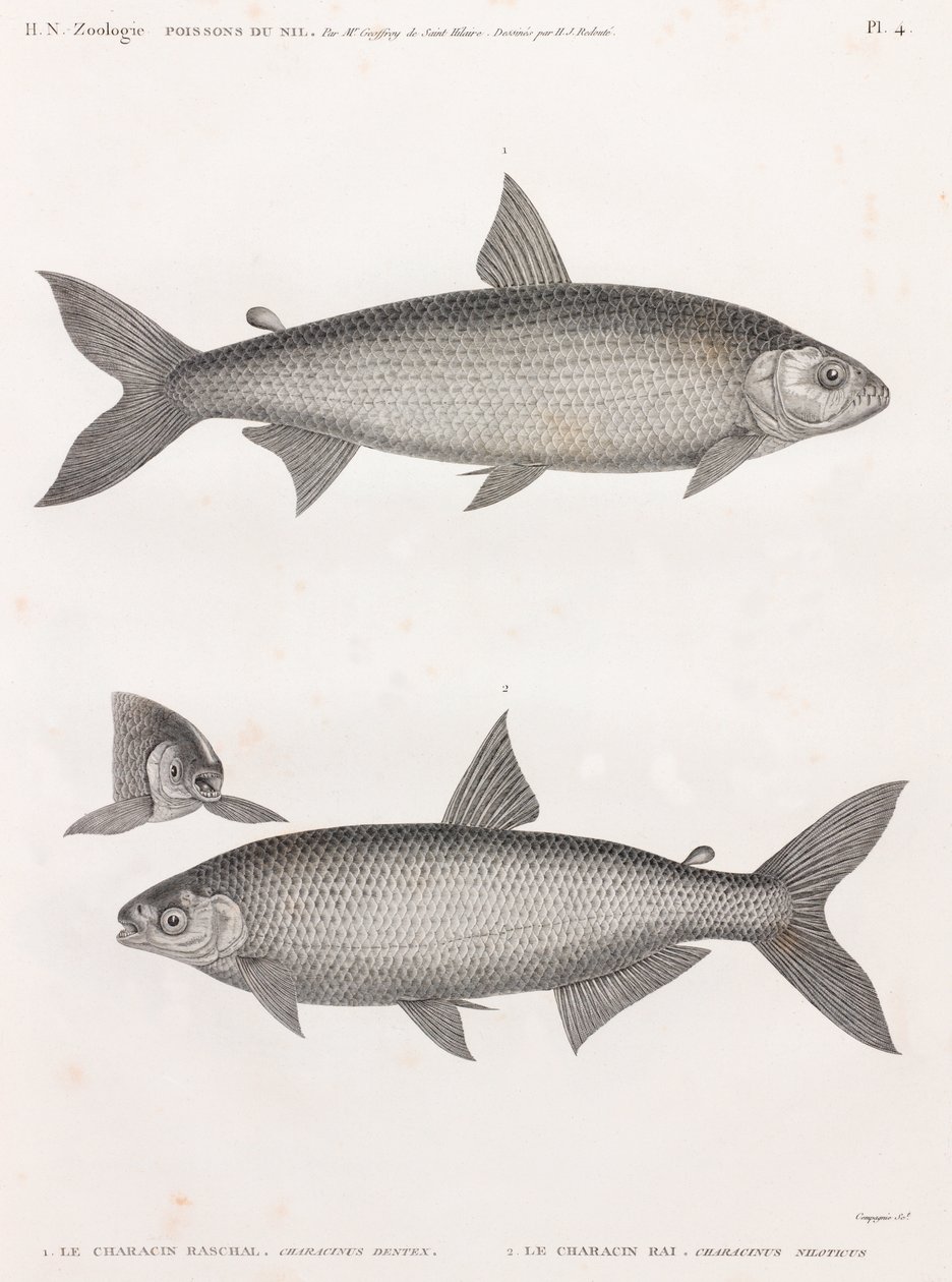 Peces: Le Characin de Unbekannt