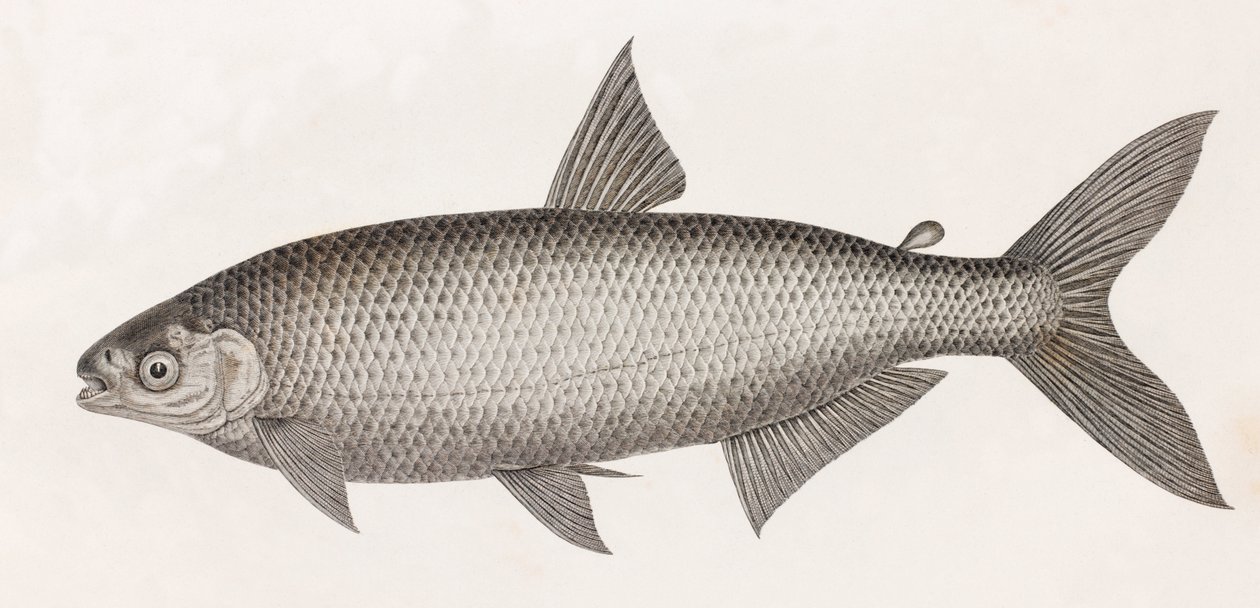 Peces: Le Characin de Unbekannt