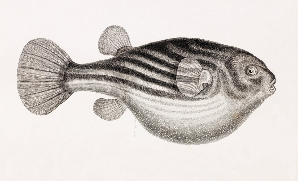 Peces: Tetrodon (detalle) de Unbekannt