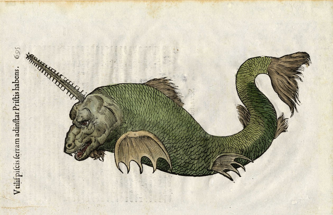 El pez vio (Pristis) en "Ulyssis Aldrouandi... De piscibus libri V et de cetis lib. vnus/Ioannes Cornelius Vteruerius... collegit; Marc. Antonius Bernia in lucem restituit... ", trata de la historia natural de Ulisse Aldrovandi (1522-1605). Bolonia de Unbekannter Künstler