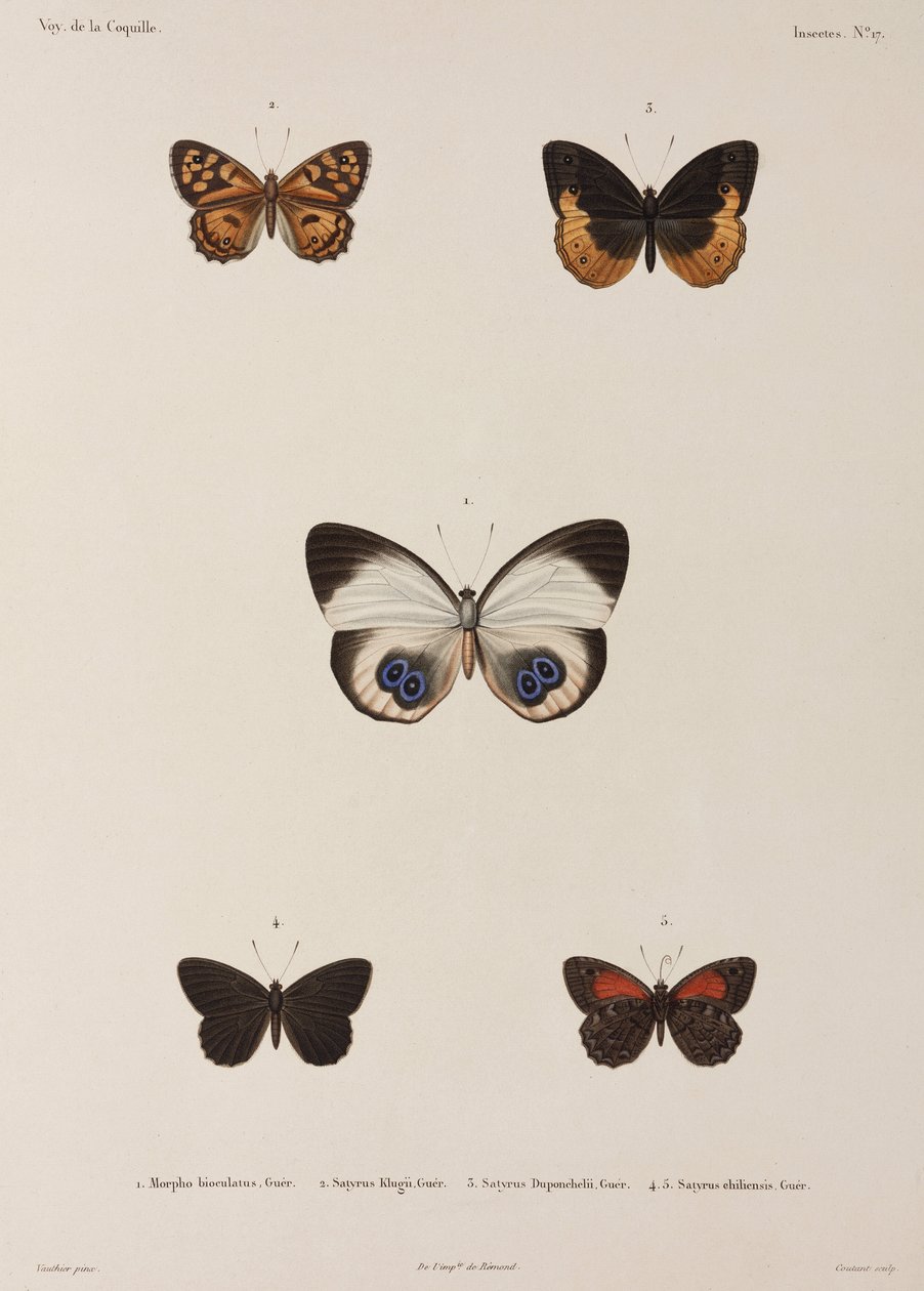 Cinco mariposas, Nueva Guinea de Unbekannt