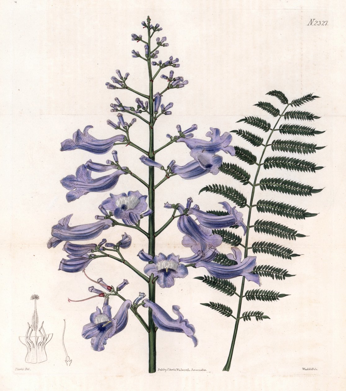 Flamboyant blue or oyster tree - Helecho de Trinidad, Jacaranda mimosifolia (Jacaranda de hoja ovalada, Jacaranda ovalifolia). Grabado en cobre coloreado a mano por Weddell a partir de una ilustración de John Curtis del "Botanical Magazine" de Samuel Curti de Unbekannter Künstler