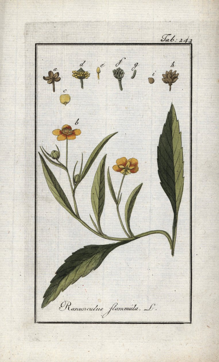 Ranúnculo de llama o pequeño foso o pequeña llama (Ranunculus flammula). Litografía de "Afbeelding der Artseny-Gewassen" de Johannes Zorn (1739-1799), Países Bajos de Unbekannter Künstler