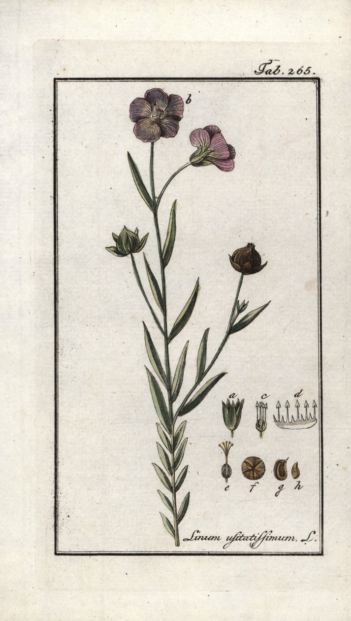 Linaza (Linum usitatissimum). Litografía de "Afbeelding der Artseny-Gewassen" de Johannes Zorn (1739-1799), Países Bajos. de Unbekannter Künstler