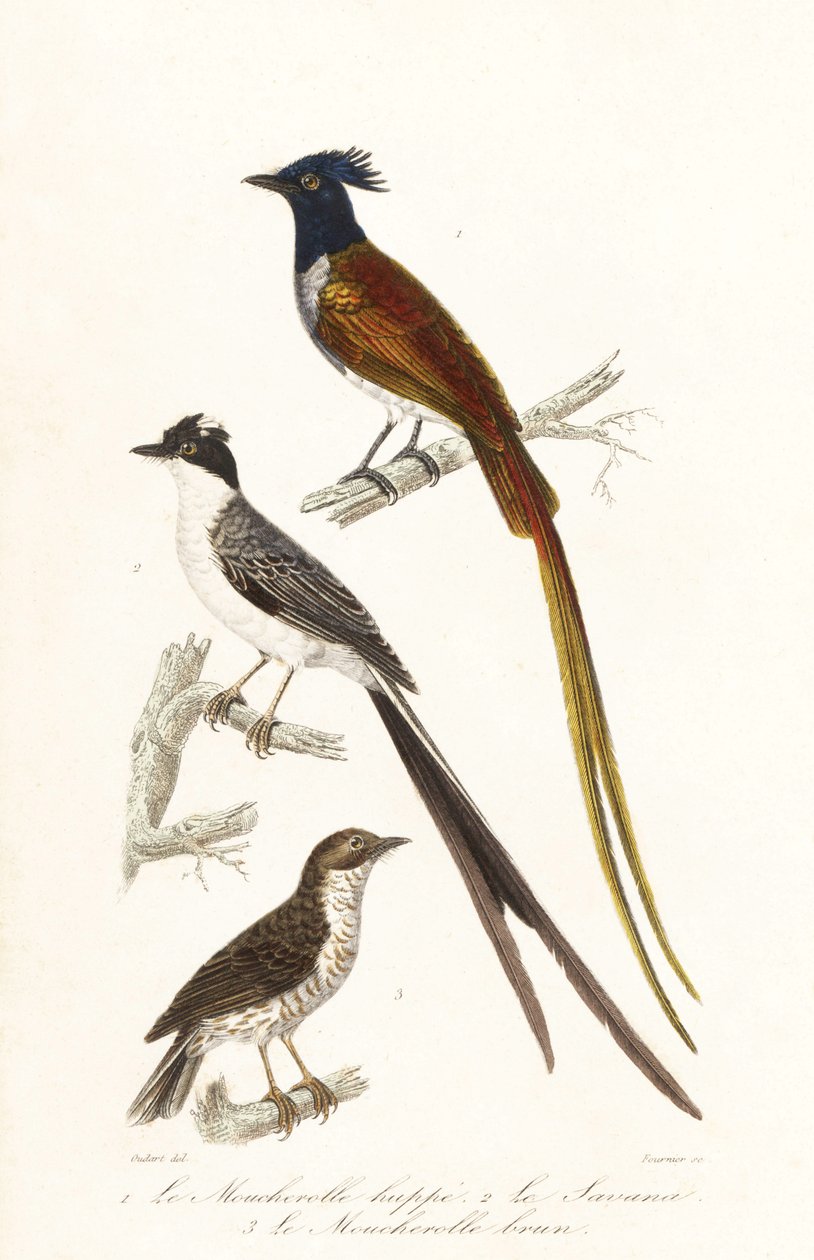 Papamoscas y elaenia del Caribe. de Unbekannter Künstler