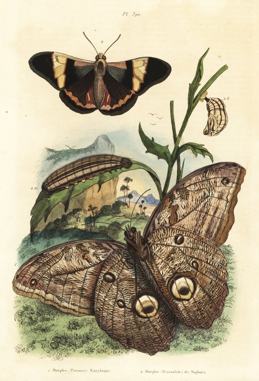 Mariposa búho gigante del bosque, Caligo eurilochus 1 y mariposa Brassolis sophorae, pupa y oruga 2 de Unbekannt