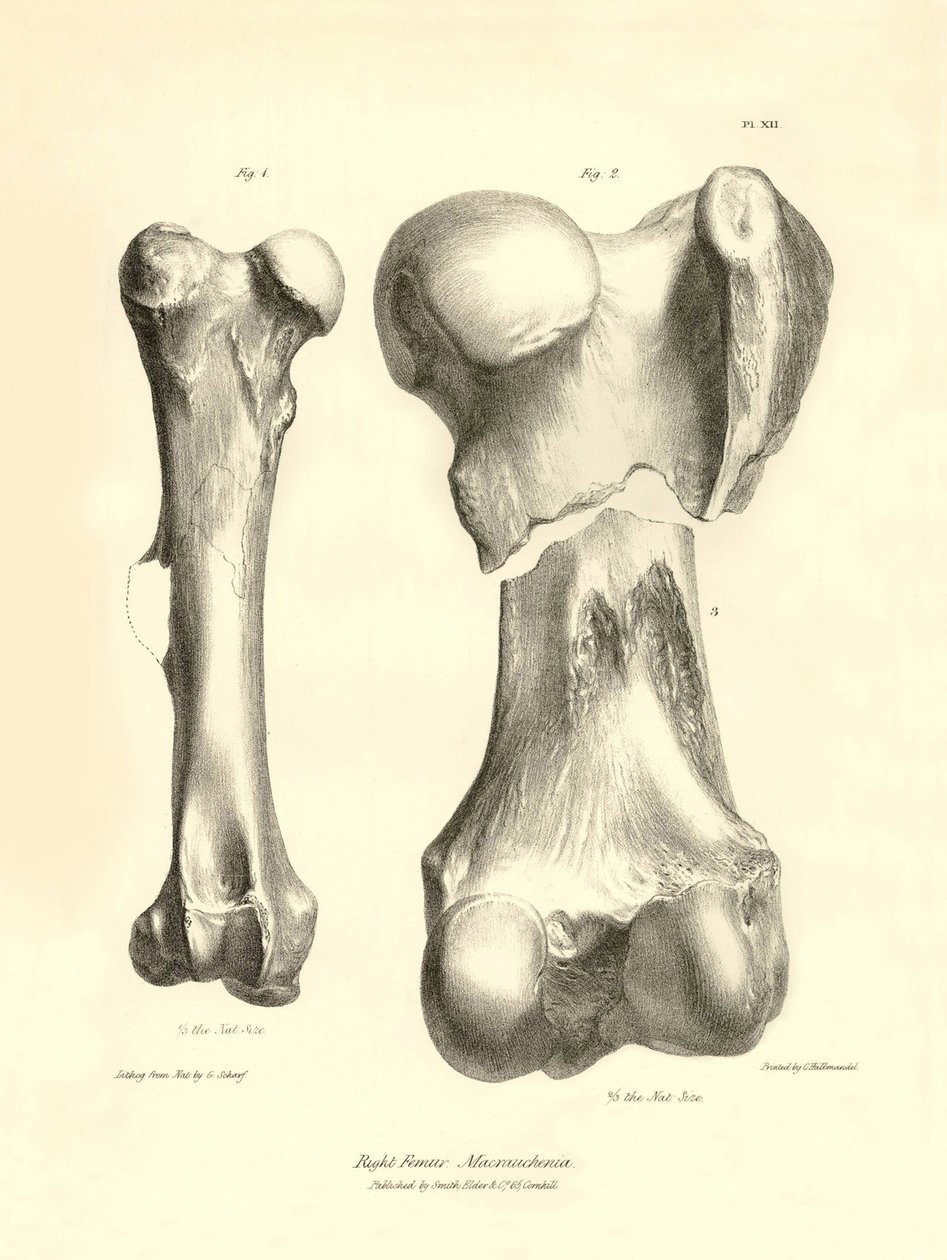 Huesos fósiles (fémur) del desaparecido animal prehistórico Macrauchenia descrito por Charles Darwin durante su expedición a bordo del Beagle. Lámina de "The Zoology of the voyage of H.M.S. Beagle under the command of Captain Fitzroy during the years 1832" de Unbekannter Künstler