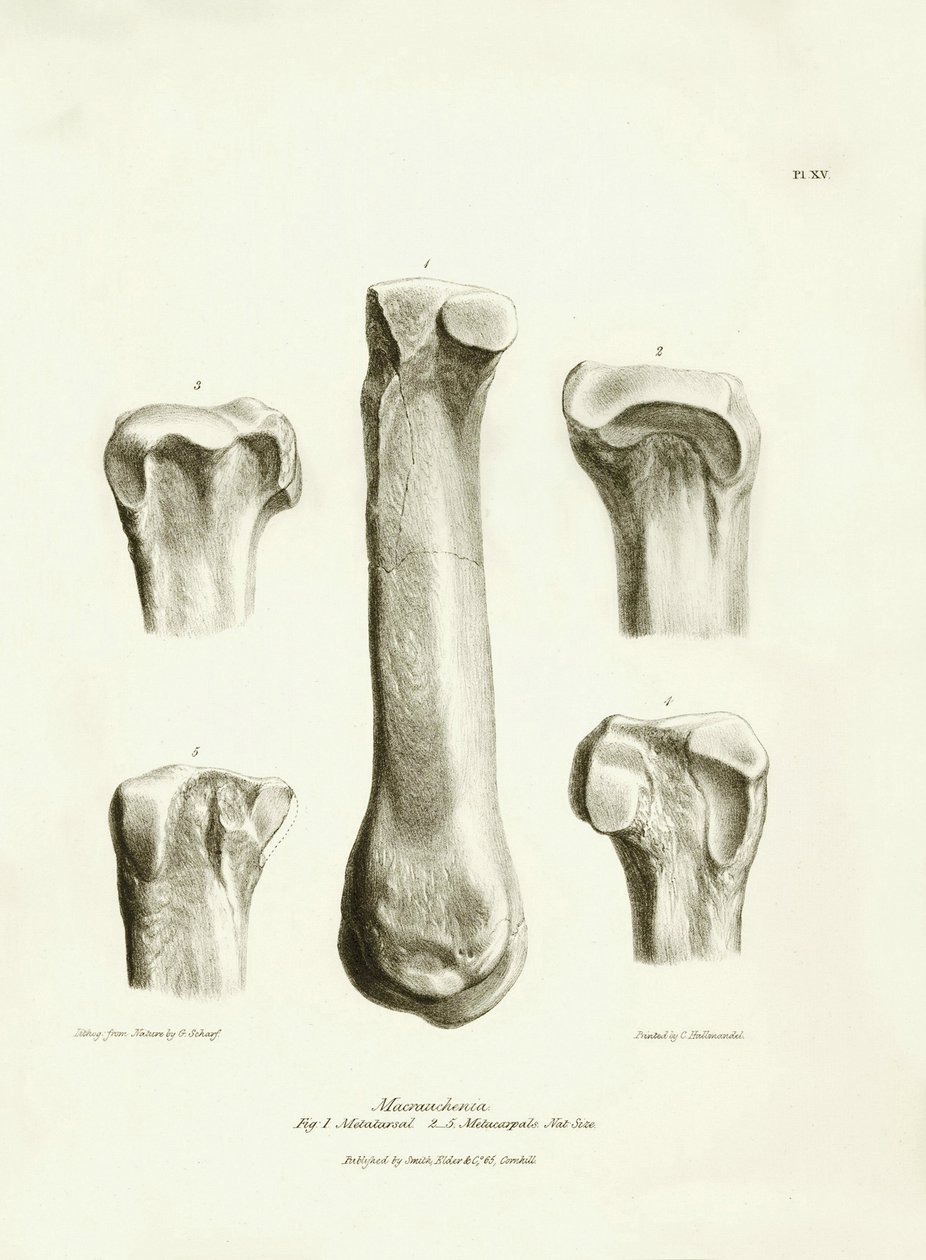 Huesos fósiles (metatarso y metacarpo) del desaparecido animal prehistórico Macrauchenia descrito por Charles Darwin durante su expedición a bordo del Beagle. Lámina de "The Zoology of the voyage of H.M.S. Beagle under the command of Captain Fitzroy during de Unbekannter Künstler