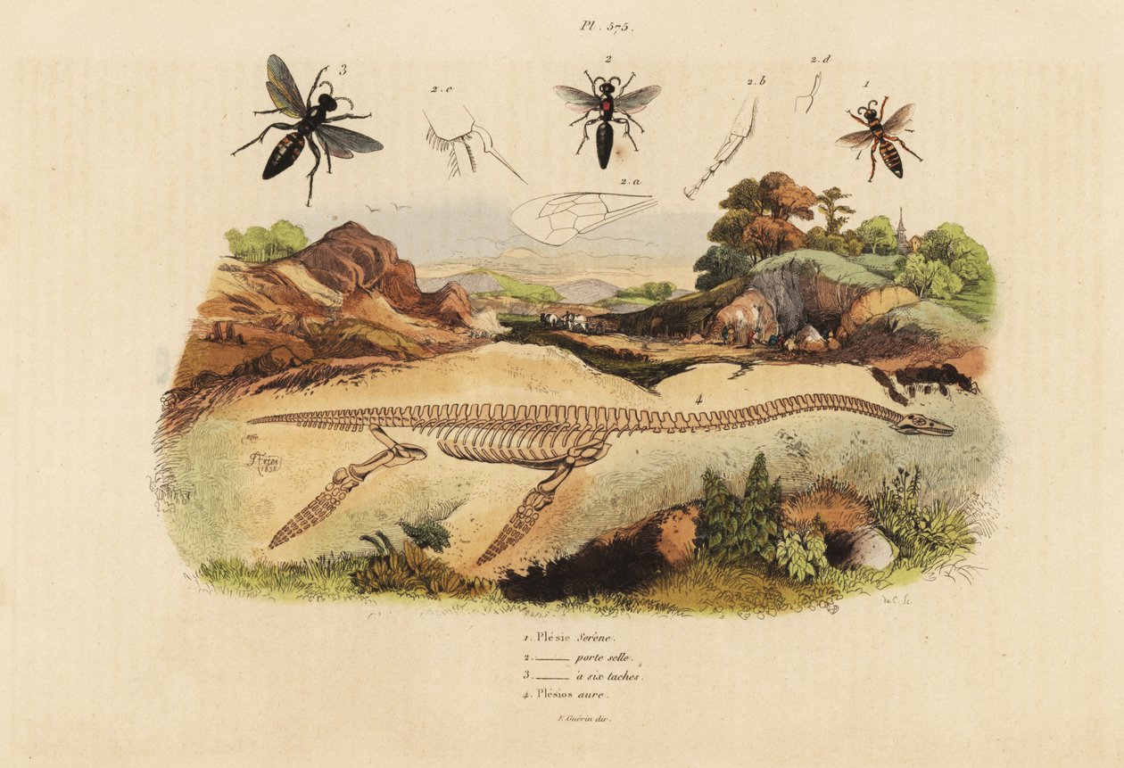 Esqueleto fósil de un plesiosaurio extinto y avispas, especies de Plesia