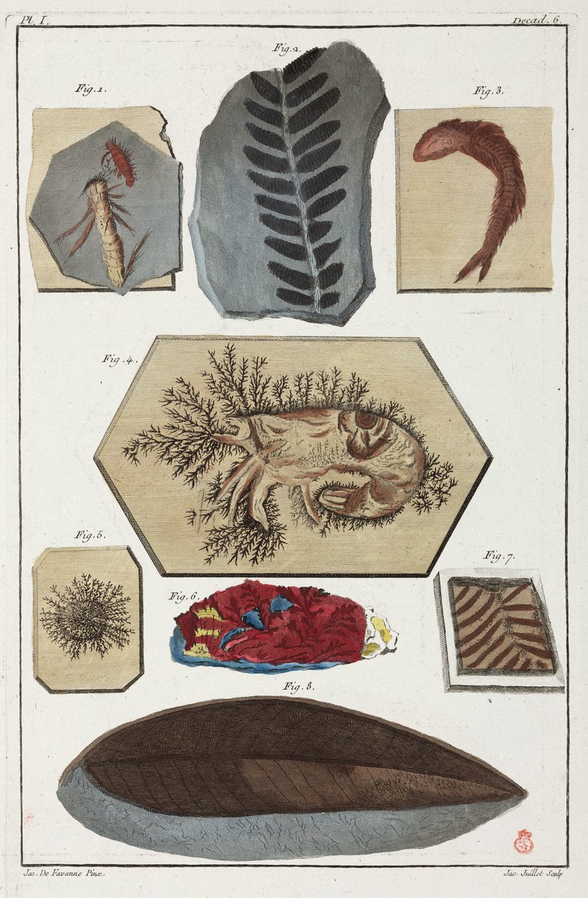 Fósiles, prehistóricos de Unbekannt