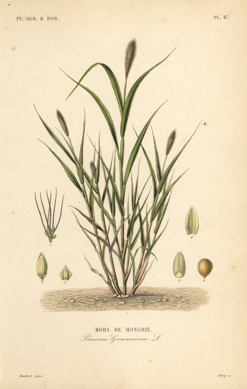 Mijo cola de zorra o mijo italiano, Setaria italica, Panicum germanicum de Unbekannt