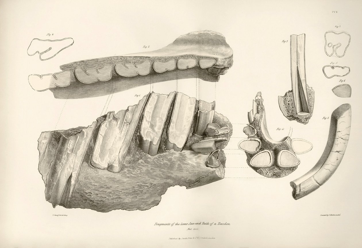 Fragmento de mandíbula y dientes de Toxodon, un animal prehistórico, encontrado por Charles Darwin cerca de Montevideo, Uruguay, durante su viaje de exploración a bordo del Beagle. La Zoología del viaje del H.M.S. Beagle bajo el mando del capitán Fitzroy d de Unbekannter Künstler