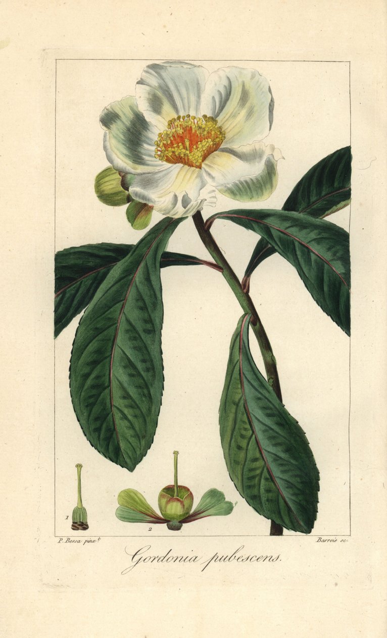 Árbol de Franklin, Franklinia alatamaha, originario de América, extinguido en estado salvaje. Grabado a mano sobre cobre por Barrois a partir de una ilustración botánica de Pancrace Bessa extraída del "Herbier General de l