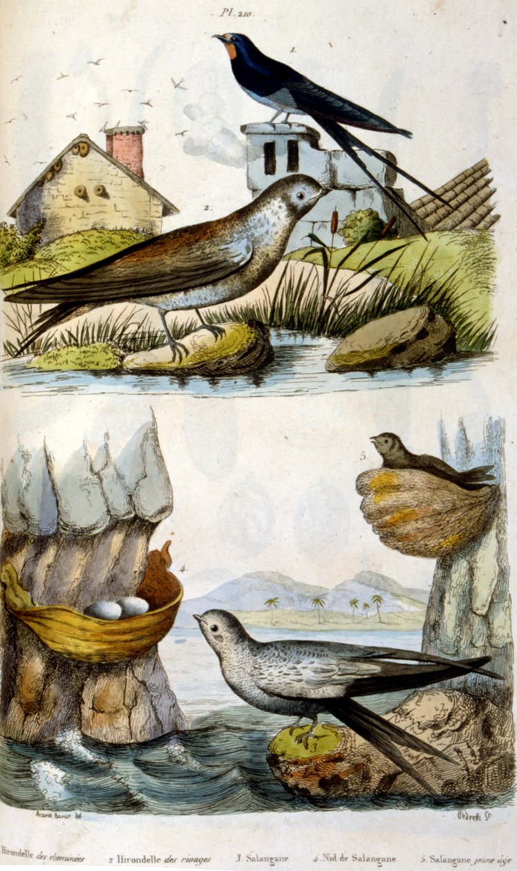 Francés. Ilustración coloreada. fechada hacia 1884. representa aves fluviales y costeras. de Unbekannter Künstler