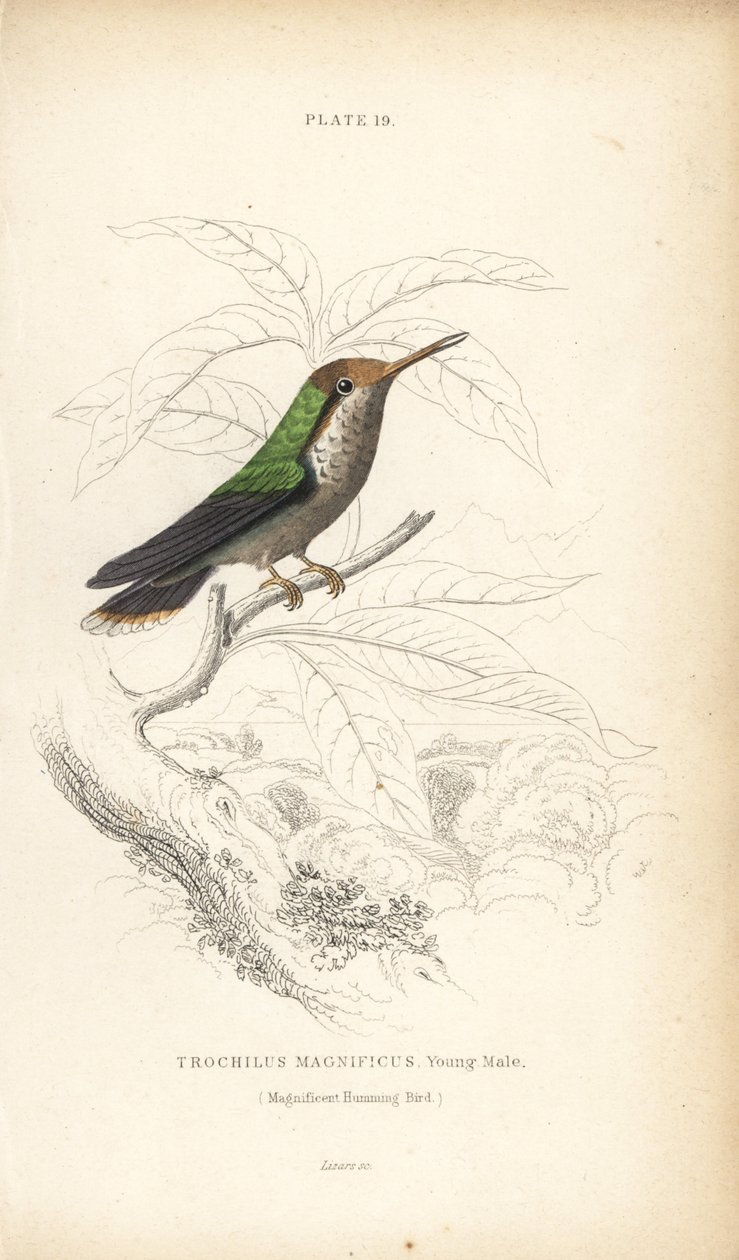 Frilled coquette, Lophornis magnificus, young male (Colibrí magnífico, Trochilus magnificus). Grabado en acero coloreado a mano por William Lizars de la Naturalist