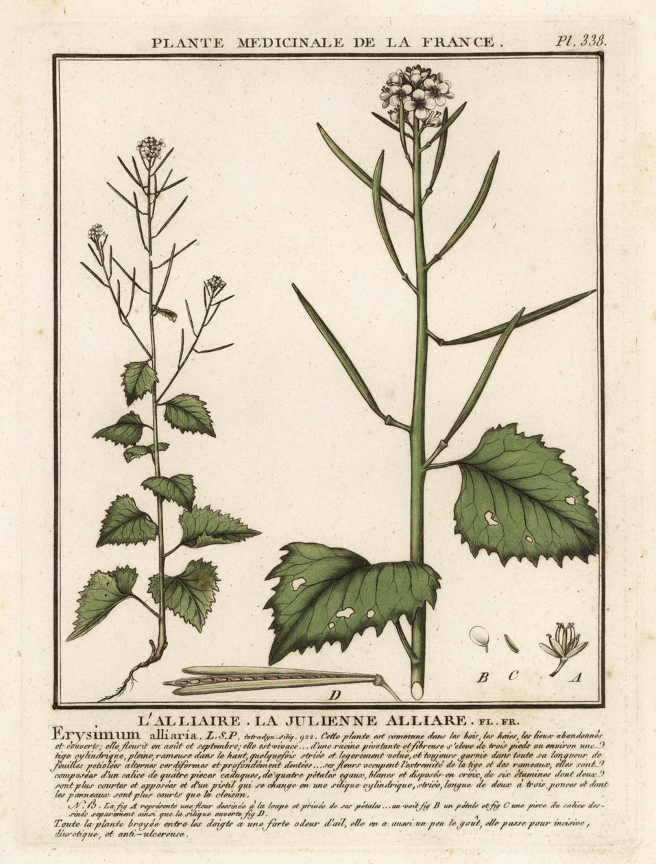Mostaza de ajo, Alliaria petiolata. de Unbekannter Künstler