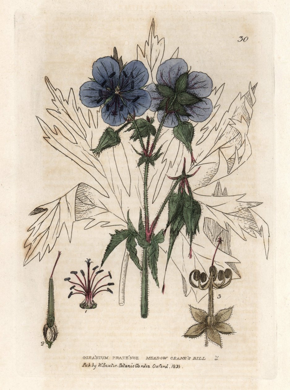 Geranio del Pres. Grabado en cobre coloreado a partir de un dibujo de Isaac Russell del libro de William Baxter "English Botanical Phenomenes". de Unbekannter Künstler