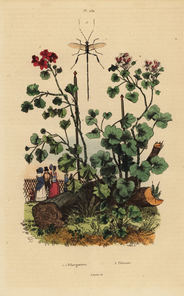 Especies de geranio, Pelargonium daveyanum 1 y Pelargonium macranthon 2 de Unbekannt