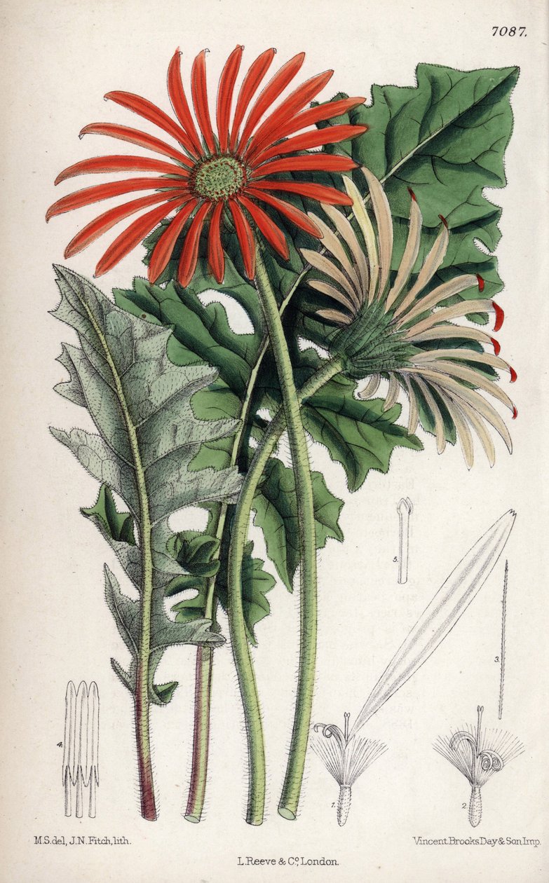 Gerbera jamesoni, flor de azahar originaria de Transvaal (Sudáfrica). Dibujo de Matilda Smith (1854-1926), litografía de John Nugent Fitch en Curtis Botanical Magazine, de Joseph Dalton Hooker, publicado en Londres, Inglaterra, por L. Reeve and Co. de Unbekannter Künstler