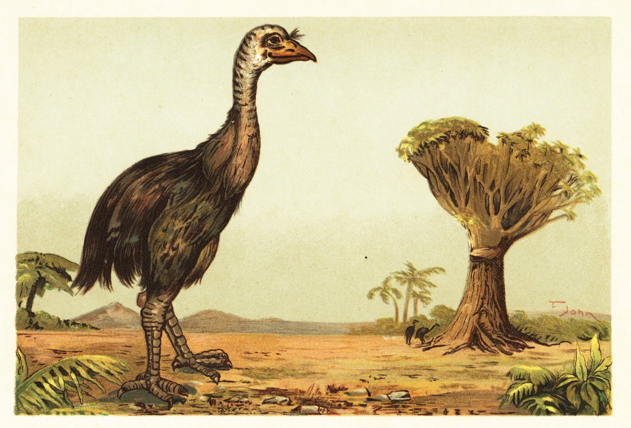 Moa gigante y drago.1908 (litografía) de Unbekannter Künstler