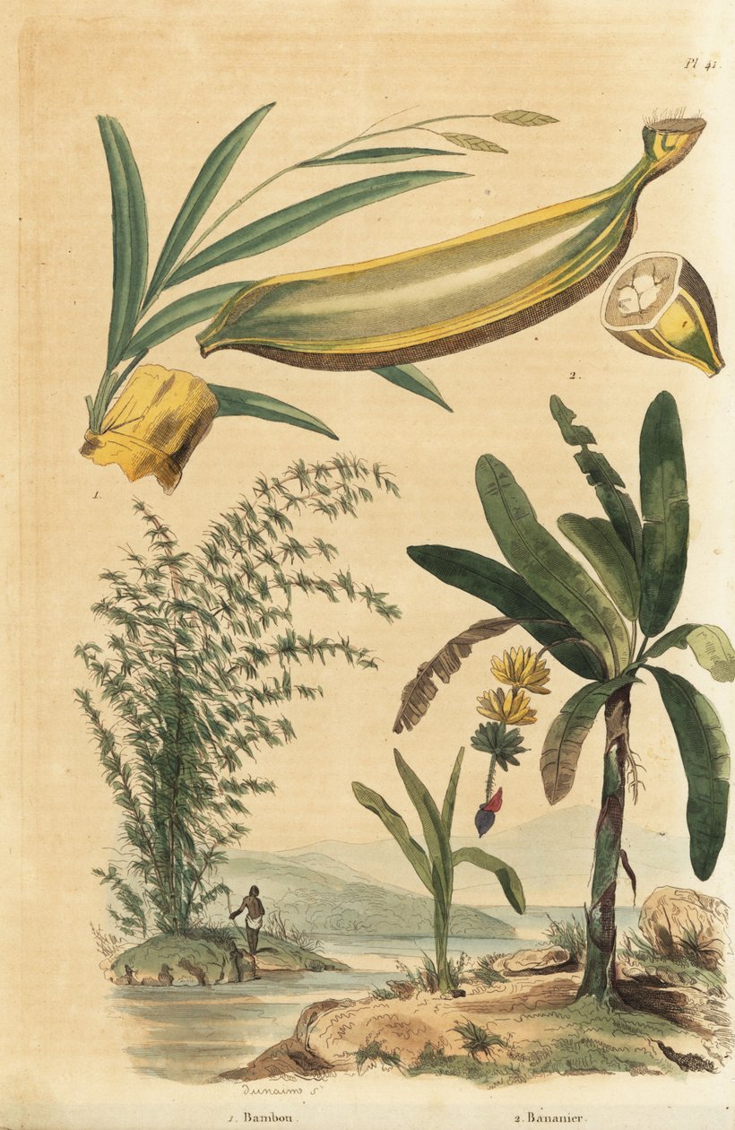 Planta de bambú espinoso gigante, Bambusa bambos (Bambos arundinacea) y árbol de plátano con fruta y sección transversal, Musa paradisiaca de Unbekannt
