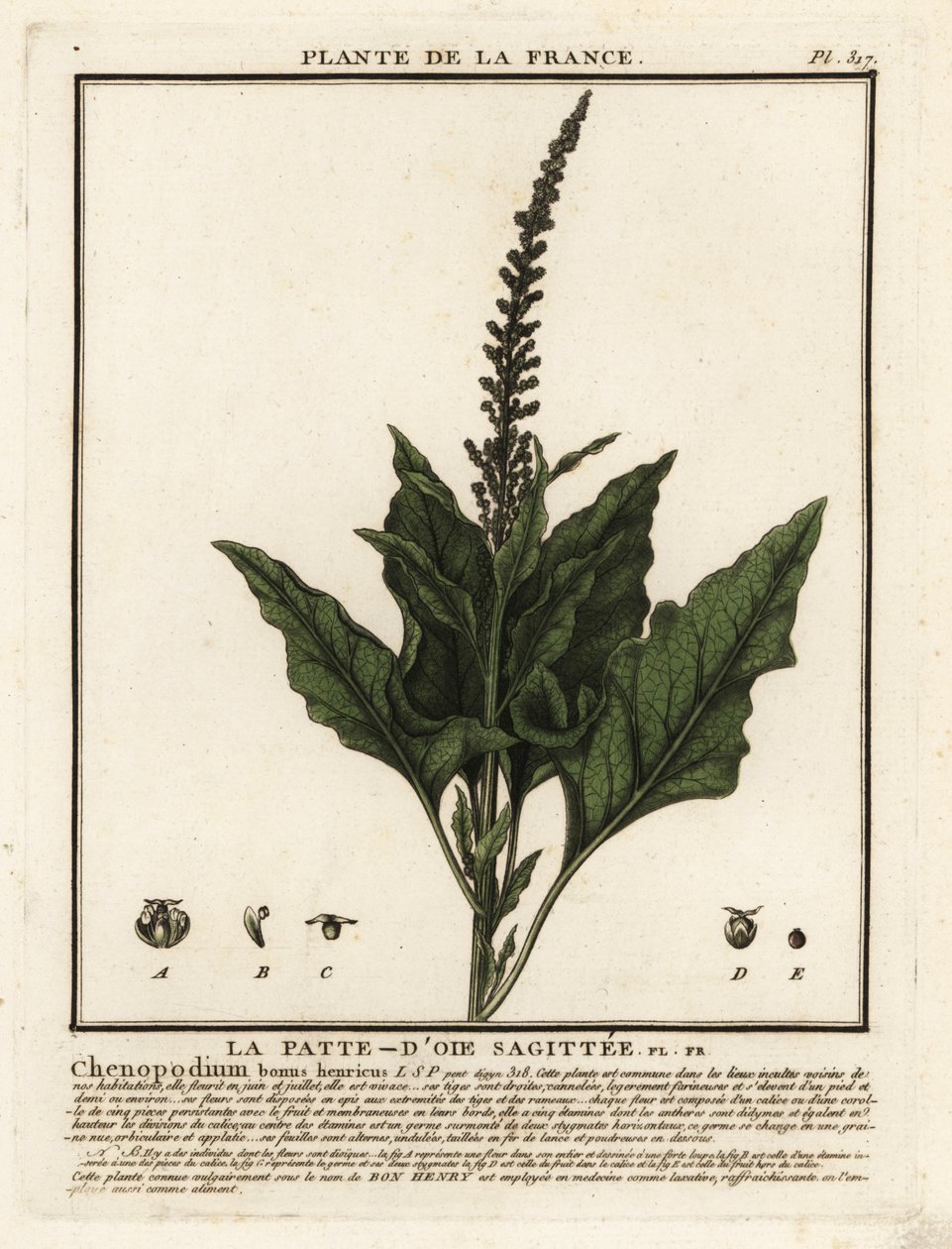 El buen rey Enrique, Chenopodium bonus-henricus. de Unbekannter Künstler