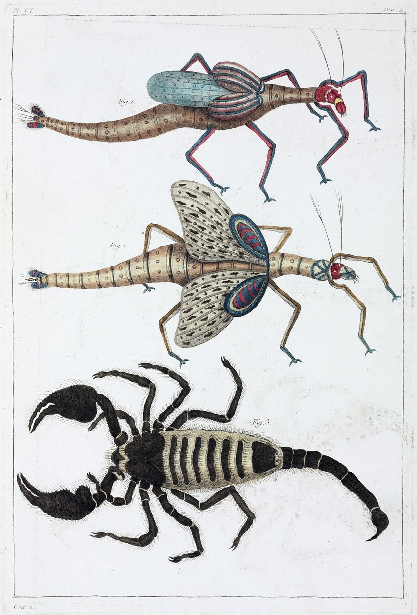 Saltamontes y escorpión de Unbekannt