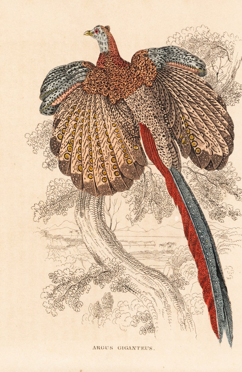 Faisán argus grande, Argusianus argus (Argus giganteus). Litografía coloreada a mano de la Galería de Historia Natural de Georg Friedrich Treitschke, Naturhistorischer Bildersaal des Thierreiches, Liepzig. de Unbekannter Künstler