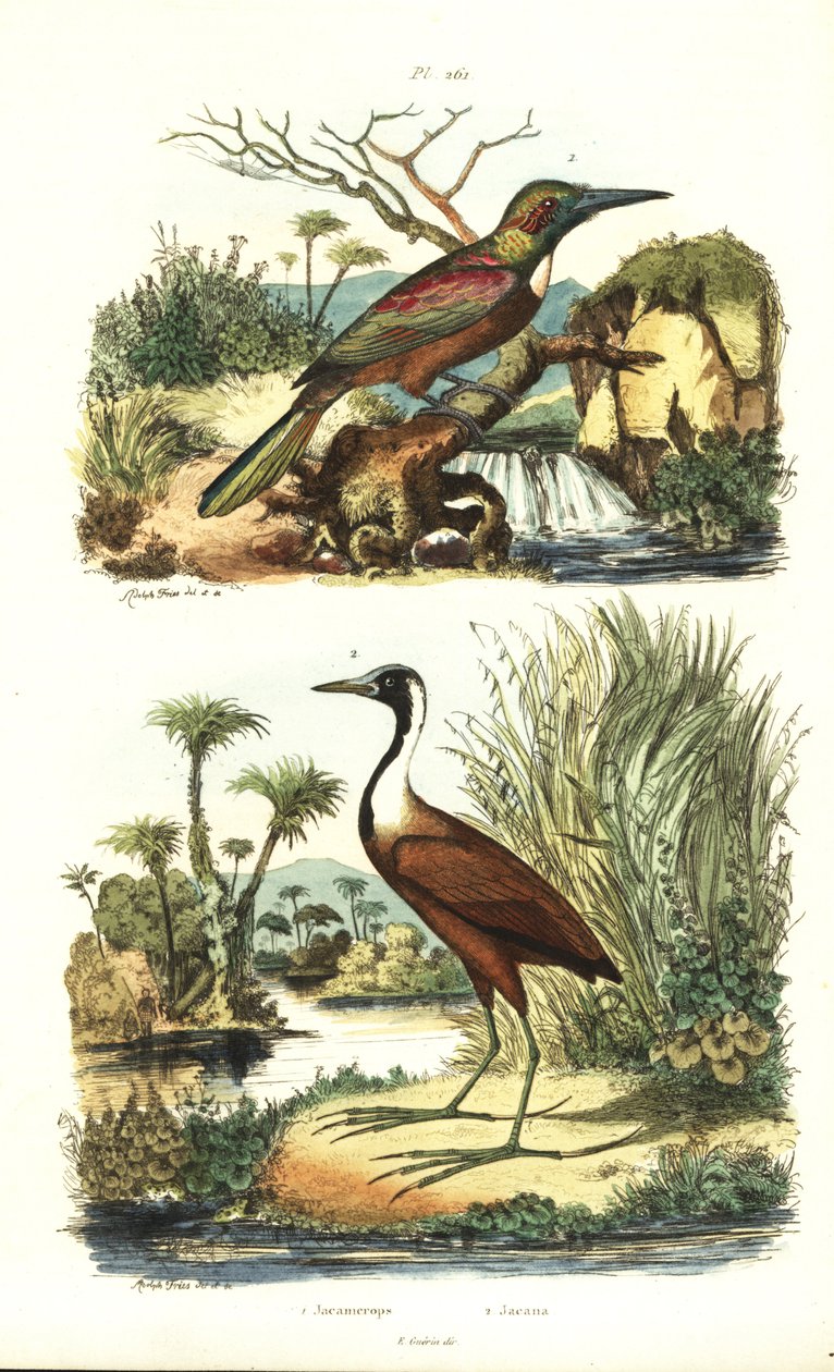 Gran jacamar, Jacamerops aureus, y jacana del norte, Jacana spinosa de Unbekannt