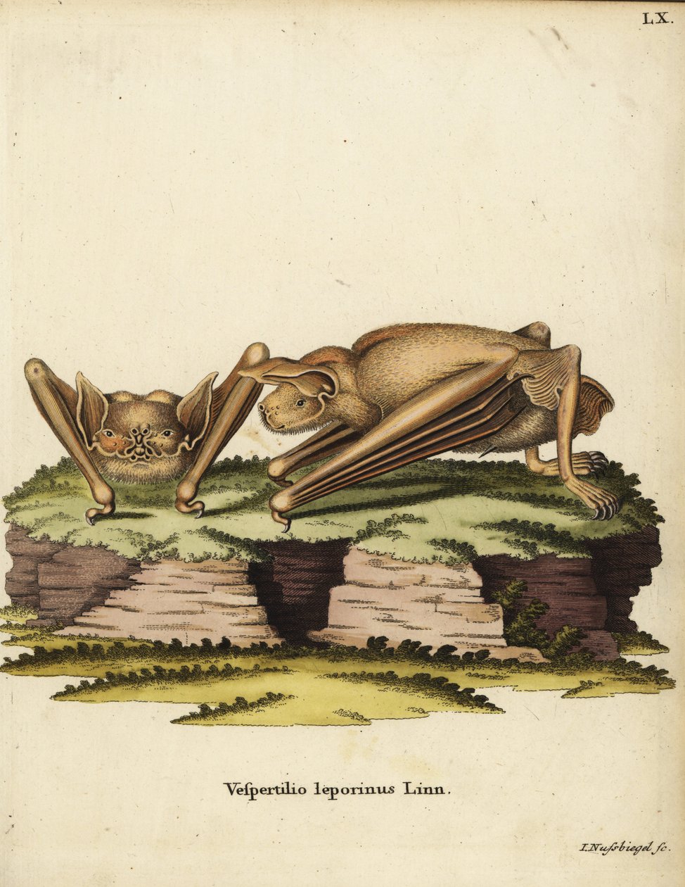 Murciélago leproso, Noctilio leporinus. Vespertilio leporinus Linn. Grabado en cobre coloreado a mano por Johann Nussbiegel de la obra de Johann Christian Daniel Schreber Ilustraciones de animales según la naturaleza, o Animales fantásticos de Schreber, Er de Unbekannter Künstler