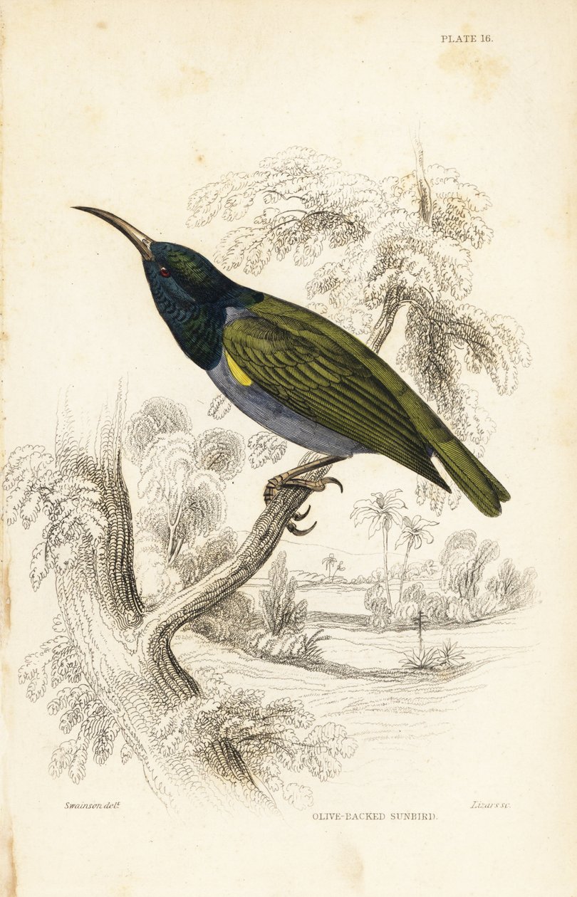 Mirlo de cabeza verde (Baja Guinea), Cyanomitra verticalis cyanocephala (Cinnyris chloronotus). Grabado en acero coloreado a mano por William Lizars según William Swainson de la Naturalist