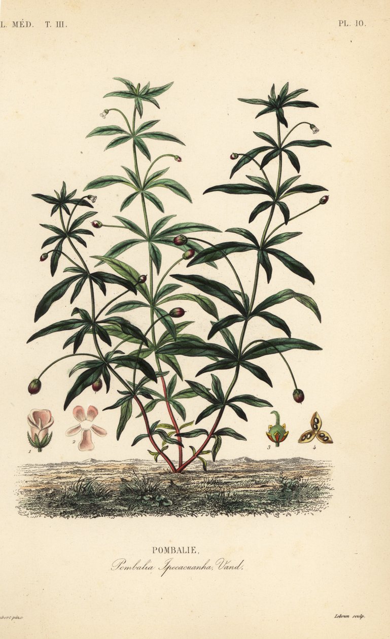Violeta verde o flor jorobada, Hybanthus calceolaria, Pombalia ipecacuanha de Unbekannt