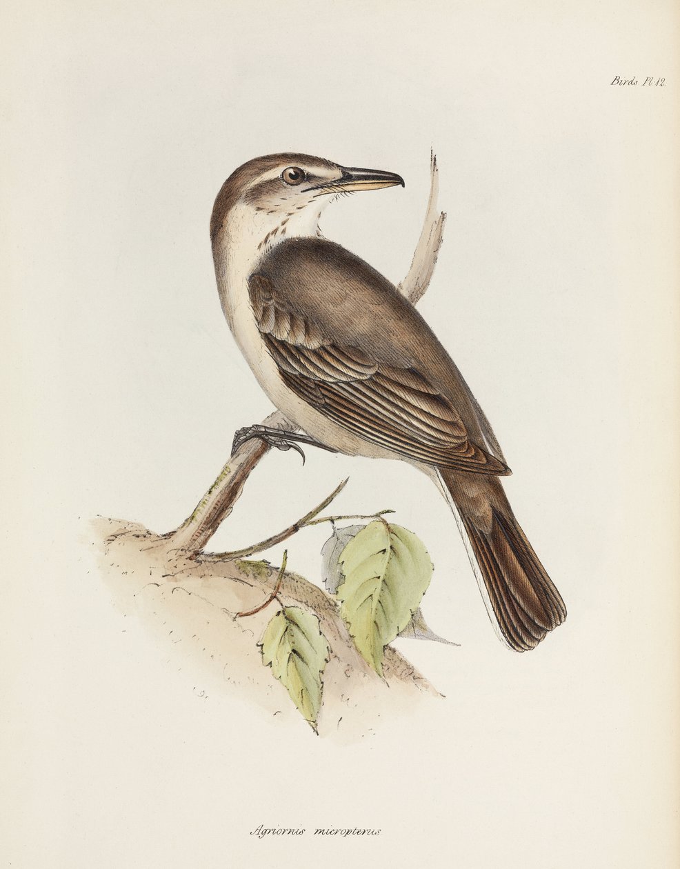 Tirano alcaudón de vientre gris, c. 1832-1836 de Unbekannt