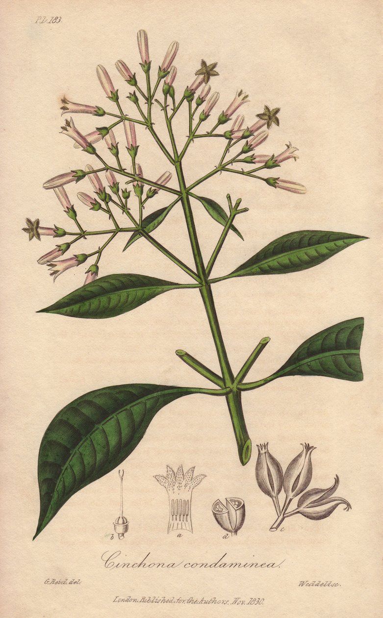 Quinquina gris (Cinchona officinalis) - Agua fuerte de William Clarke para ilustrar "Medical Botanical, Description of the Medicinal Plants of London, Edinburgh and Dublin" de John Stephenson y James Morss Churchill, publicado en Londres por John Churc de Unbekannter Künstler