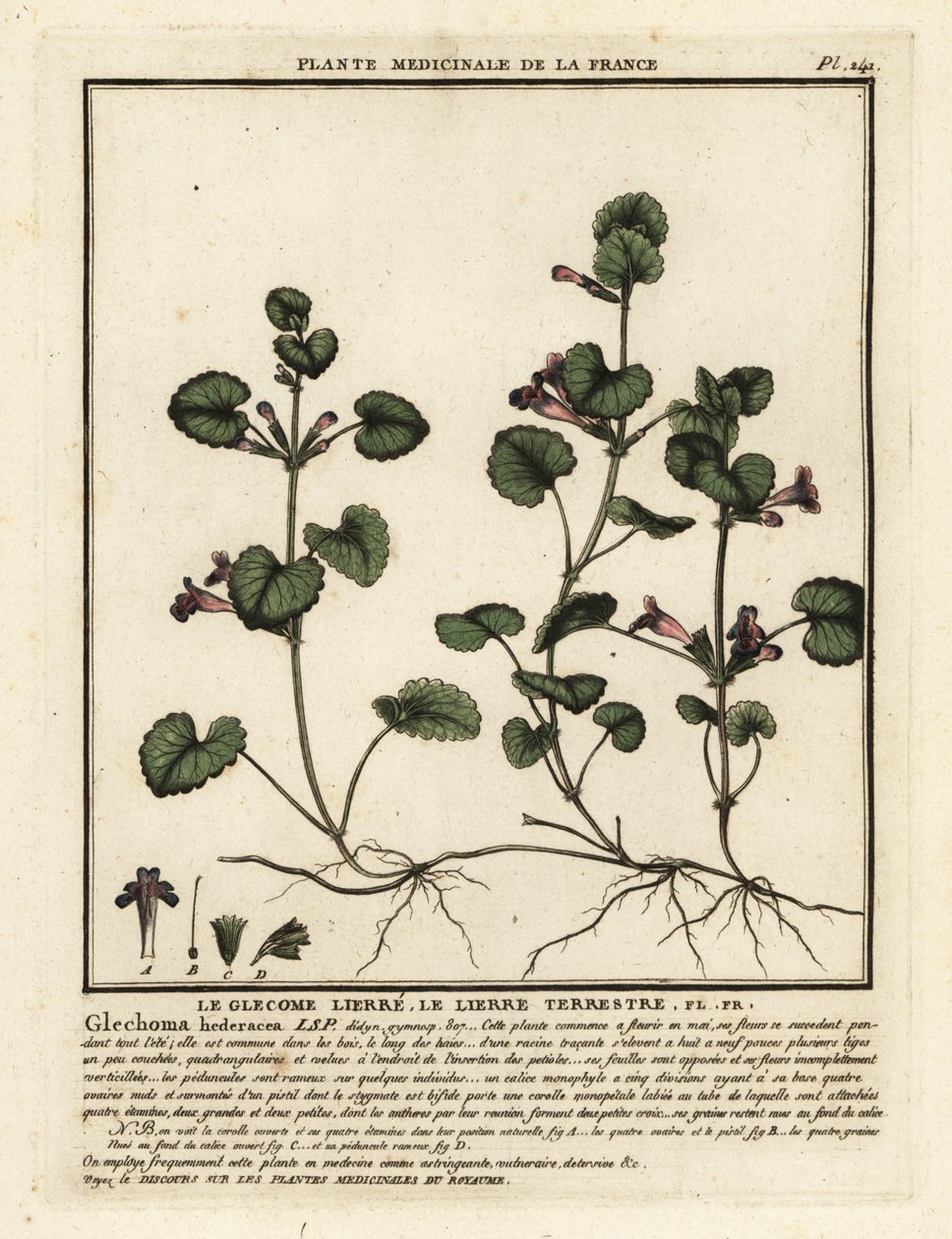 Hiedra terrestre, Glechoma hederacea. de Unbekannter Künstler