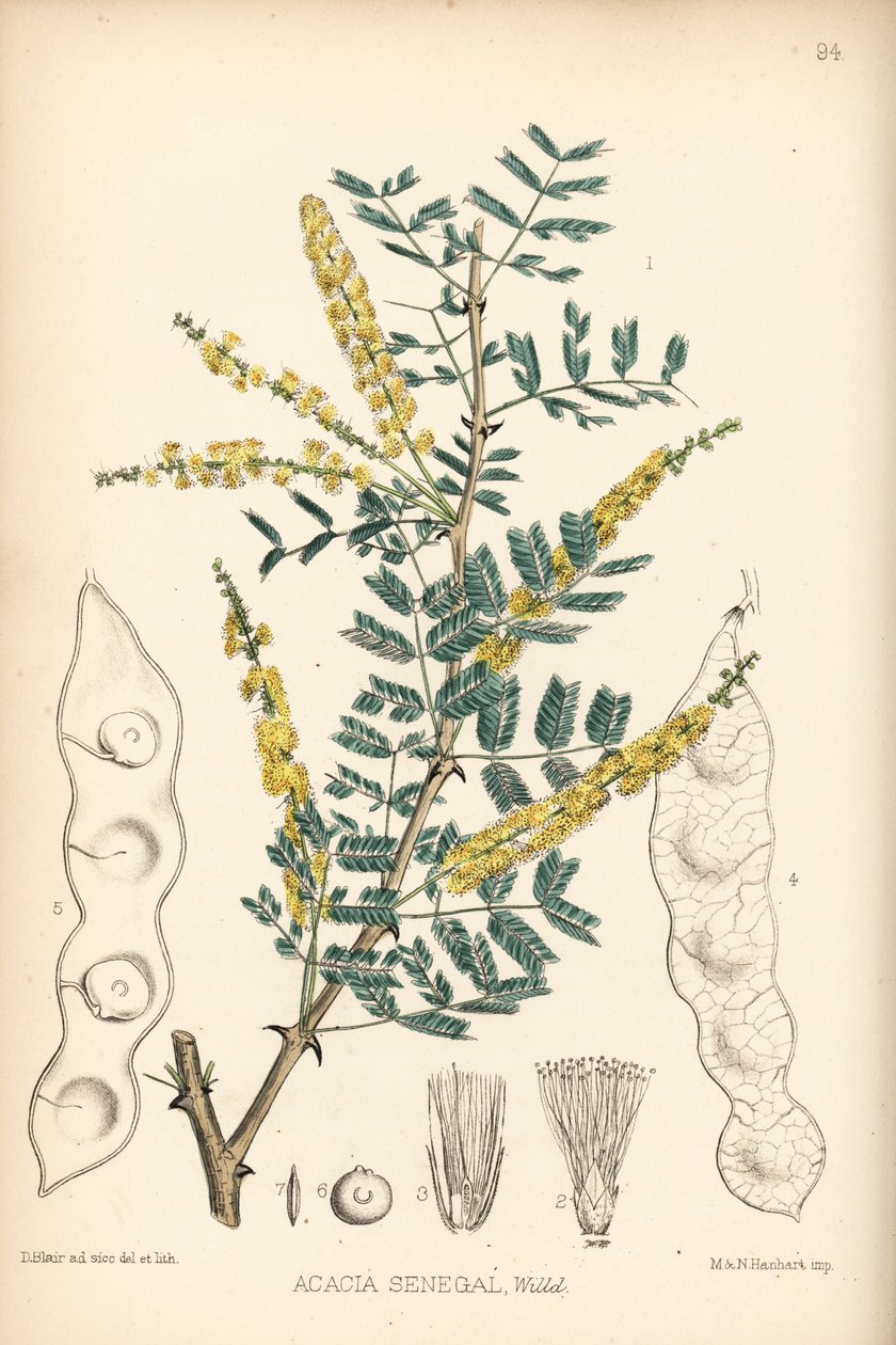 Goma arábiga, goma verek o hashab, Acacia senegal. Litografía coloreada a mano por Hanhart a partir de una ilustración botánica de David Blair de Robert Bentley and Henry Trimen