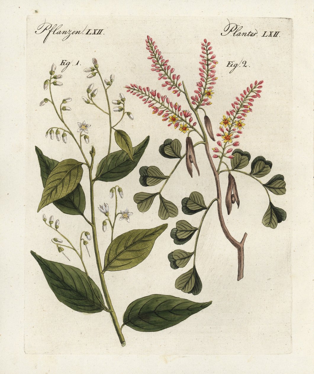 Styrax benzoin 1 y Haematoxylon campechianum 2. Grabado en cobre coloreado a mano del "Bilderbuch fur Kinder" (Libro ilustrado para niños) de Bertuch, Weimar. de Unbekannter Künstler