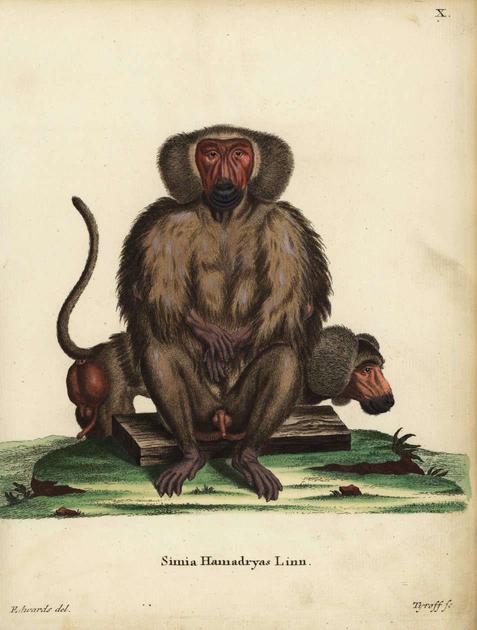 Babuino hamadryas, Papio hamadryas. Simia hamadryas Linn. Grabado en cobre coloreado a mano por Tyroff a partir de una ilustración de George Edwards de Johann Christian Daniel Schreber