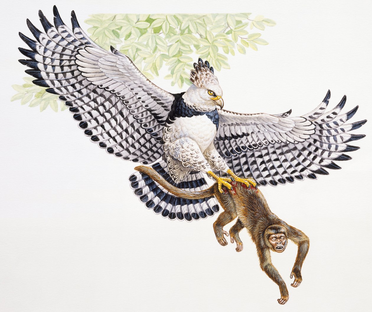 Águila harpía, Harpia harpyja, atrapa un mono capuchino en sus garras de Unbekannt