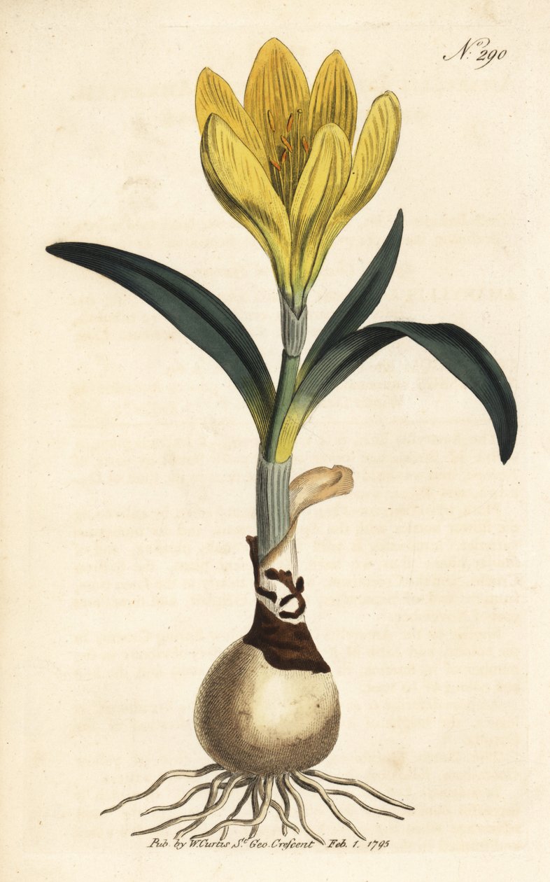 Cosechadora - Narciso de otoño, Sternbergia lutea (Amarilis amarilla, Amaryllis lutea) - Grabado en cobre coloreado a mano de la Revista Botánica de William Curtis, Londres. de Unbekannter Künstler