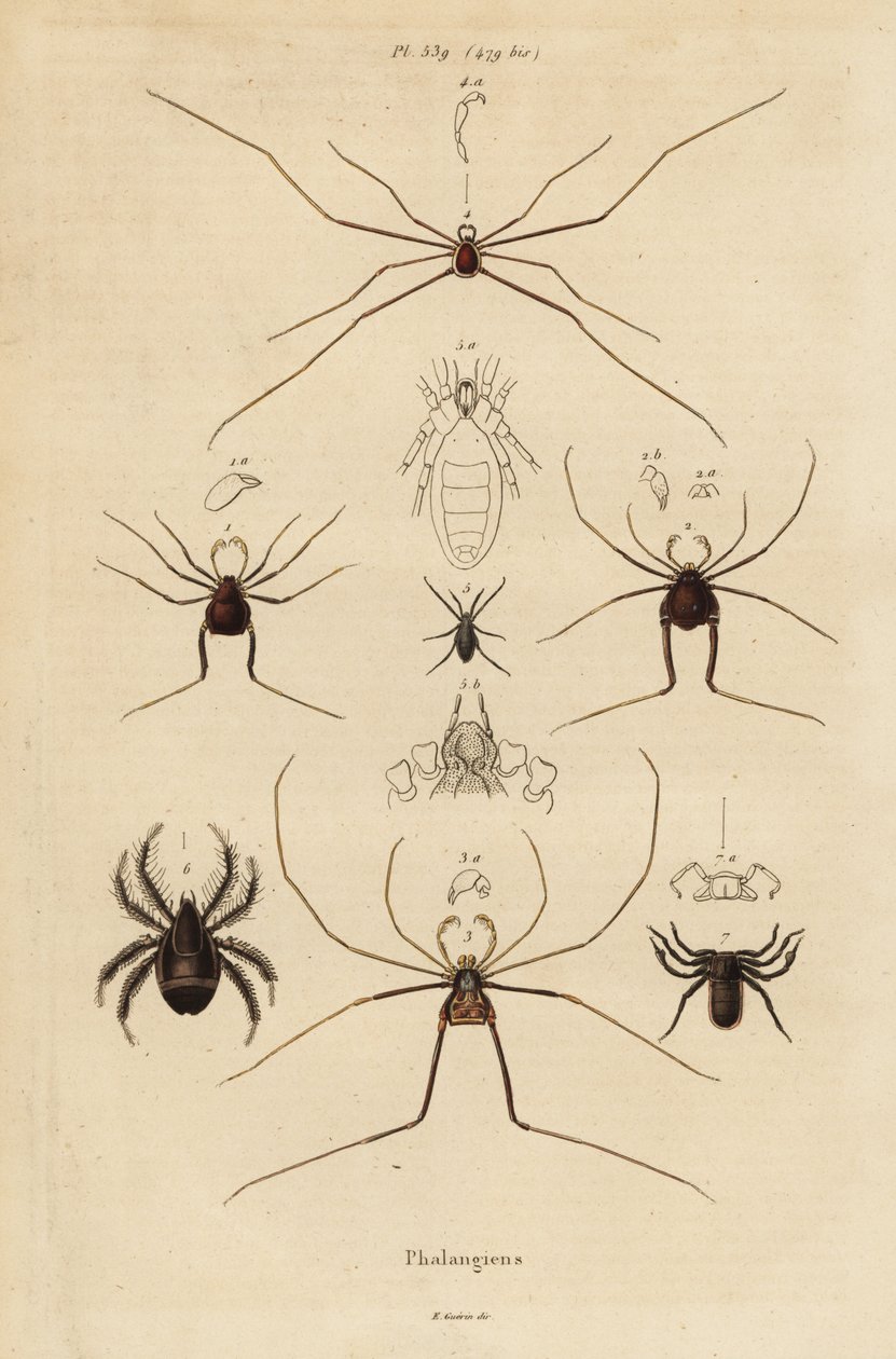 Opiliones, segadores o arañas patonas de Unbekannt