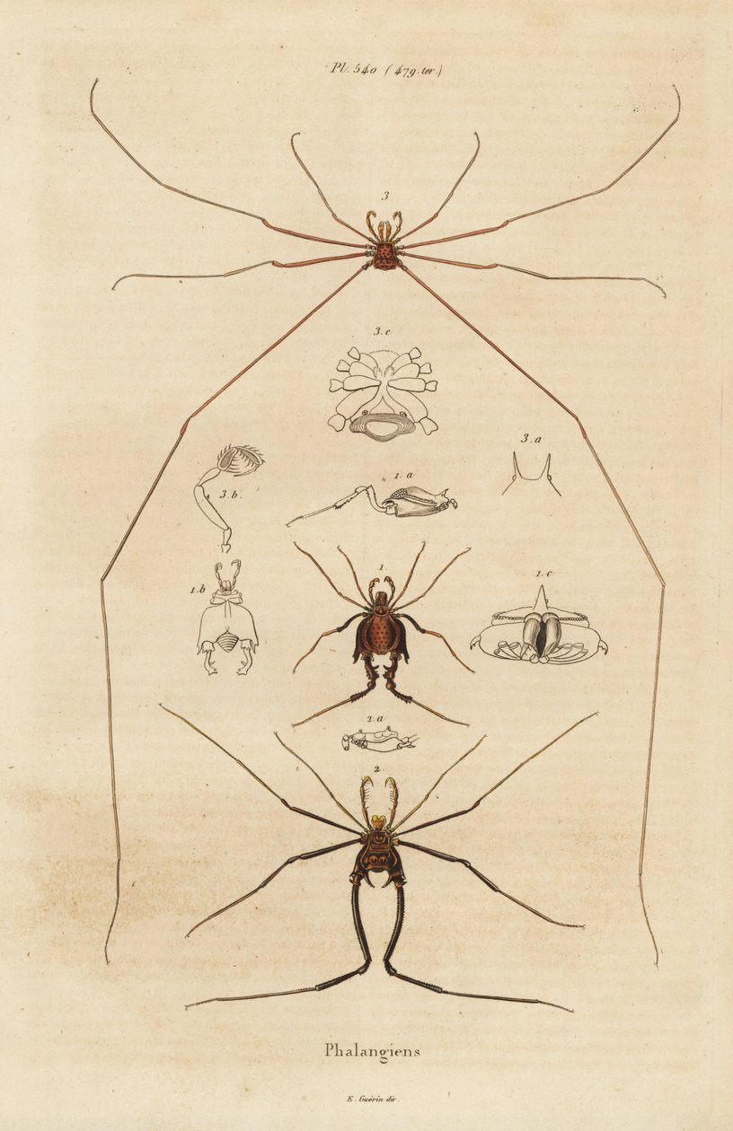 Opiliones, segadores o arañas patonas de Unbekannt