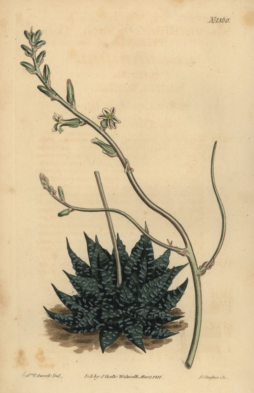 Haworthia minor o Tulista minima (Aloe de perla menor, Aloe margaritifera minima) de Unbekannt