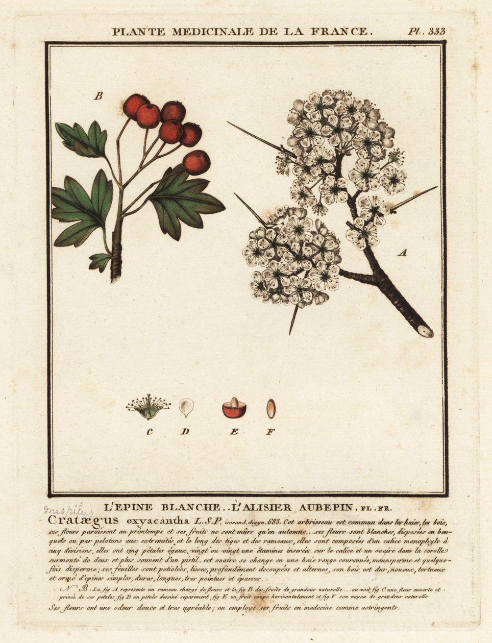Espino blanco, Crataegus rhipidophylla de Unbekannter Künstler
